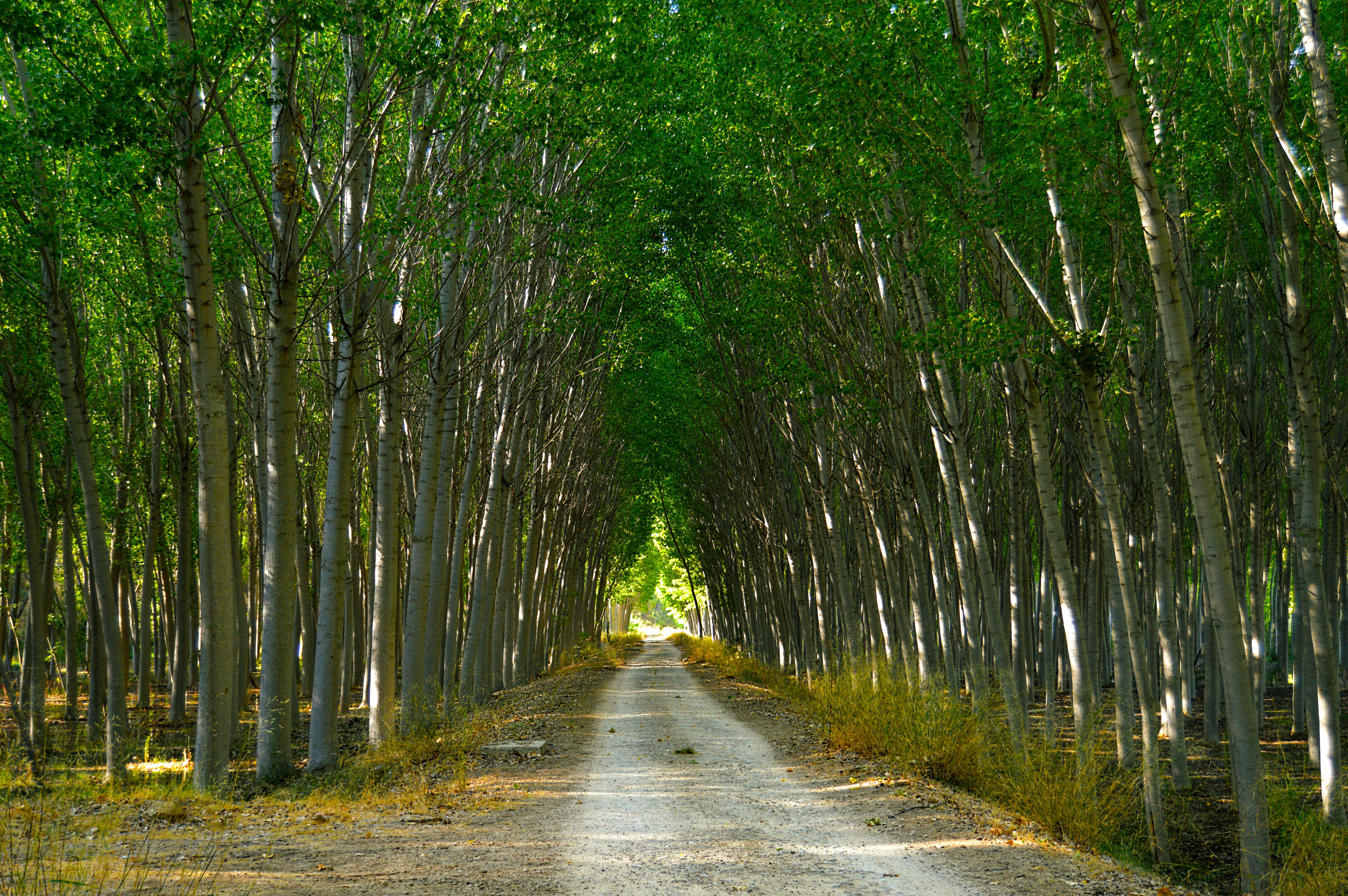poplars-2787164.jpg